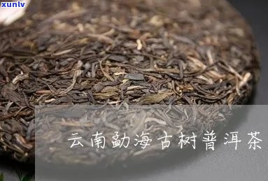 云南海普洱茶官网