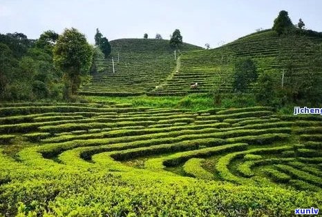 探索普洱大渡岗万亩茶园：种植历程、茶叶品种、品尝体验及旅游攻略一应俱全