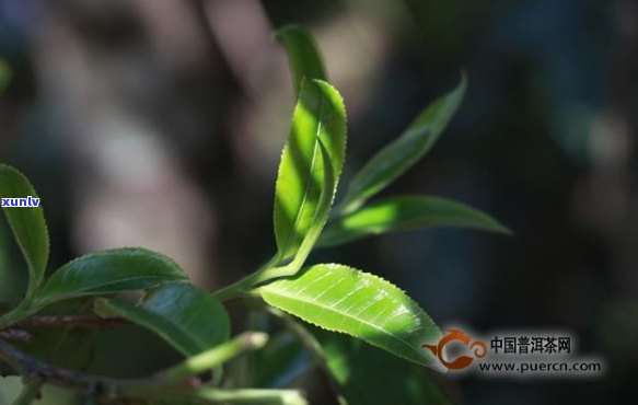 邦协春茶：一种普洱茶还是其他类型的茶叶？解答所有疑问