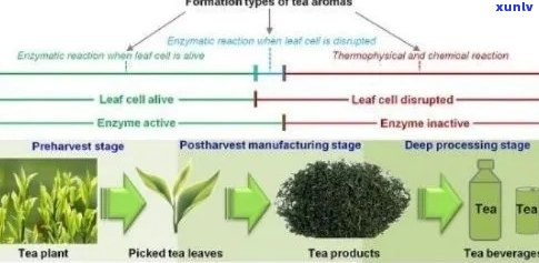 普洱茶中的酶：揭秘其独特的生物活性及其对人体健的潜在影响