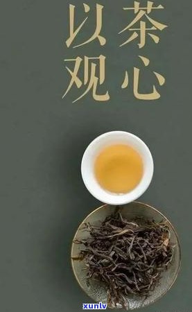 源普洱茶价格参考：每斤多少钱？