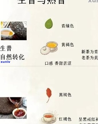 从原料到品质：探索生普洱和熟普洱茶的选购与收藏之道