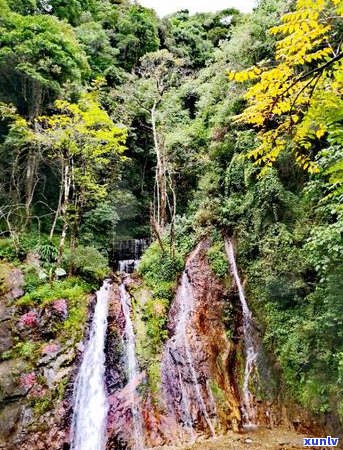 深入探索哀牢山古树茶：品种、口感、香气与健益处的全面解析