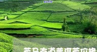 古马道普洱茶价格表 - 茶叶品种、年份与市场价全解析