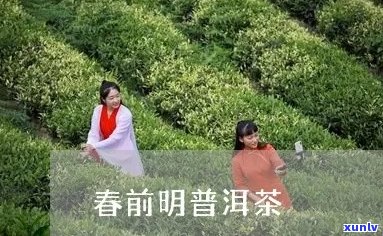 明前春普洱茶好喝吗