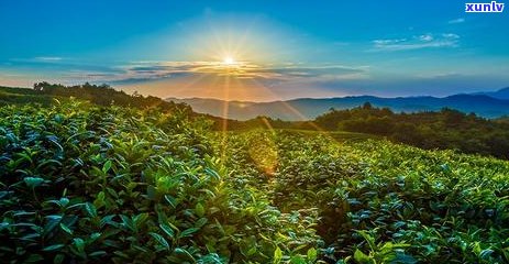 三十年普洱茶的味道：探索与品味，了解其历、 *** 工艺与品鉴技巧