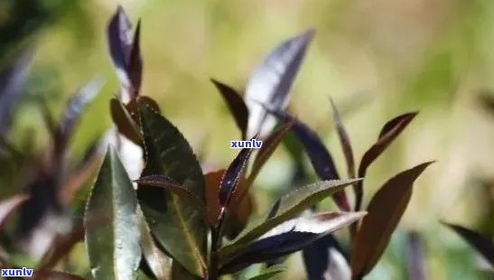 紫娟茶与普洱茶：全面解析这两种茶叶的品质、功效与冲泡 *** 