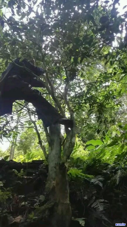 探究正气塘古树茶的源流与独特风味：一种超越时间的文化传承