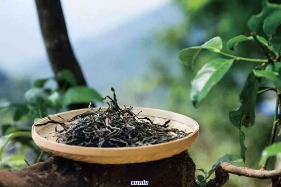 探究正气塘古树茶的源流与独特风味：一种超越时间的文化传承