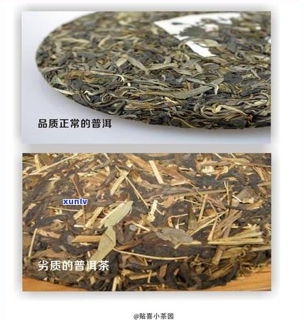 '不小心吞了普洱茶梗会怎么样：探究普洱茶叶进入身体后的影响'