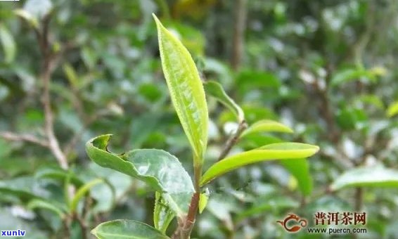 倚邦大黑山茶：古树普洱特点与价格解析