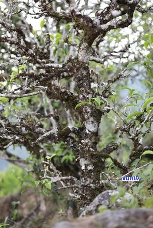 大雪山普洱茶：口感特点、品饮 *** 与适合人群一览，助您全面了解这款茶叶