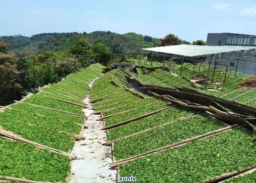 绿色至尊：木王茶厂的传承与创新