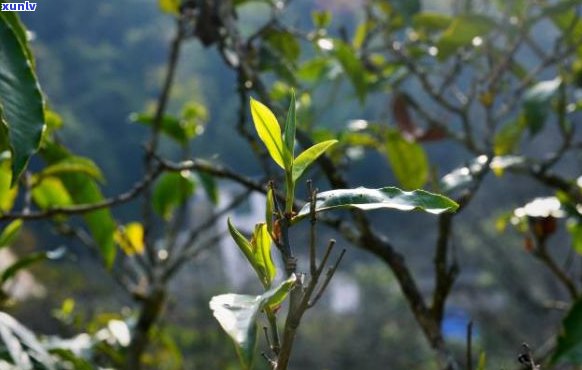 景迈春芽：茶香四溢，生机勃发的节宴