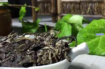 普洱茶和二麻哪个好？如何购买麻舌普洱茶？