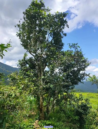 中国古树普洱茶青茶