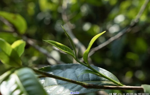 探索古茶树春茶独特品质，揭示普洱茶头春的真谛