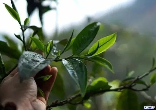 探索古茶树春茶独特品质，揭示普洱茶头春的真谛