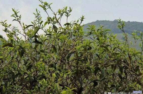 真正古树普洱茶头春的特点-什么是普洱茶头春茶