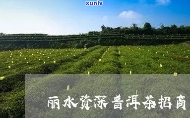 丽水地区优质普洱茶叶批发零售位置指南