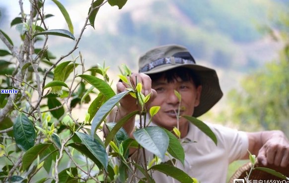 云南临沧邦东：探寻古茶树的守护者与传承人