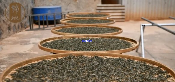 普洱茶初制加工技术解析：从原料到成品全过程详细解答