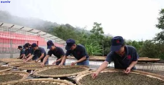 勐海南糯山茶厂：从种植到生产的全方位解答，探索高品质茶叶的秘密