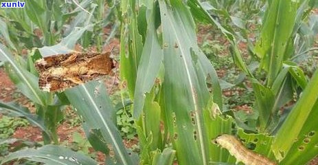 普洱茶饼中发现大虫子？如何辨别和处理？