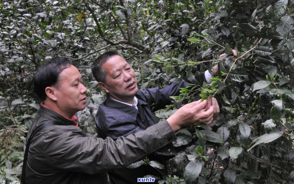 麻黑普洱茶能卖多少