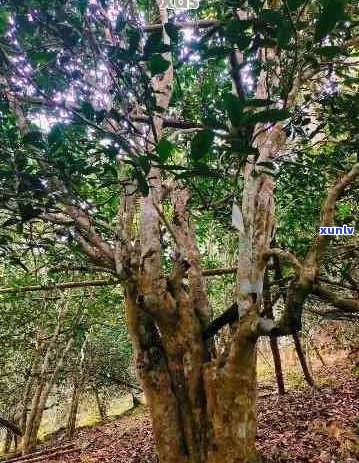 普洱茶千年古树特点口感：独特陈香，醇厚回，具有保健功效。