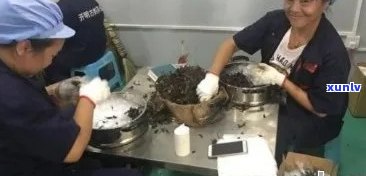 普洱茶加工厂哪里多些？普洱茶叶加工厂和普洱茶代加工厂。