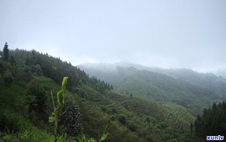 普洱茶加工厂分布情况分析：哪里是普洱茶加工的主要聚集地？