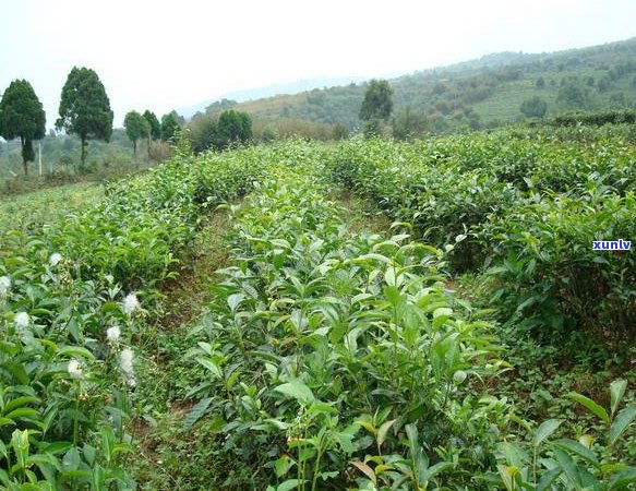 普洱茶加工厂哪里多