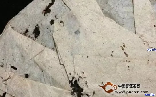 普洱茶饼纸破损发现虫害，如何处理？