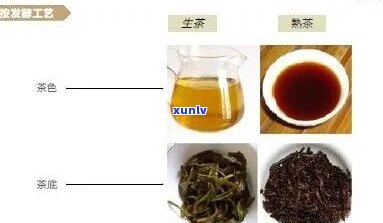 '普洱茶性质：寒性还是热性？'