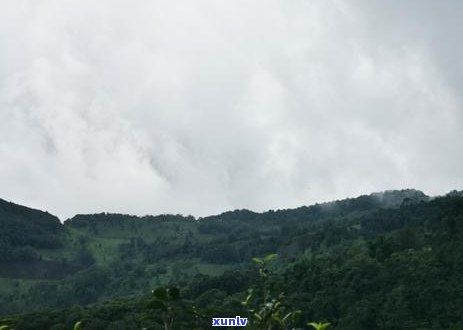 大雪山普洱茶的口感：独特韵味与回交织