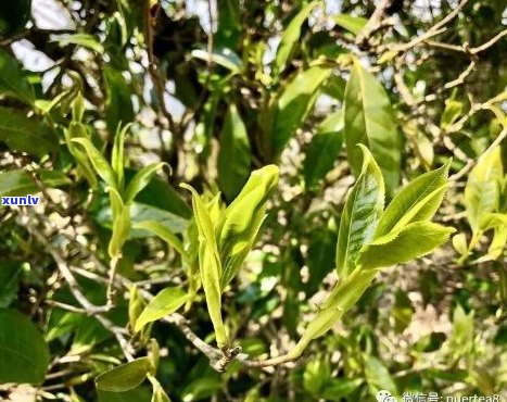 从萌芽到熟成：2年普洱茶的生长、 *** 与品味全解析