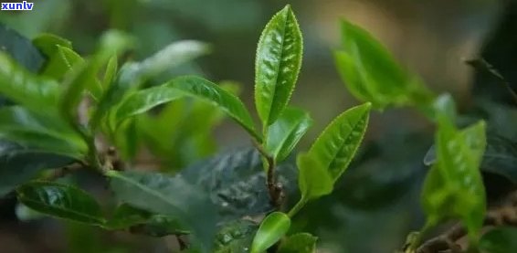 从萌芽到熟成：2年普洱茶的生长、 *** 与品味全解析