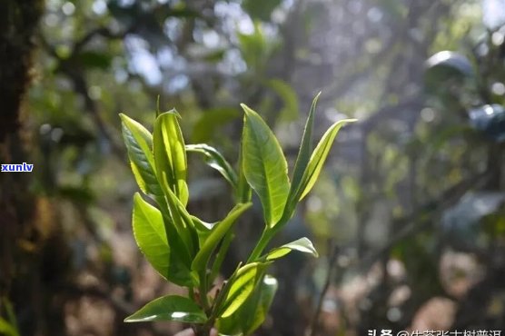 从萌芽到熟成：2年普洱茶的生长、 *** 与品味全解析