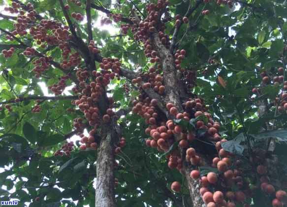 江城号普洱茶怎么样