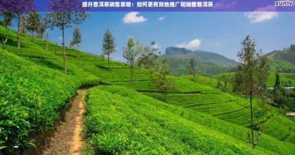 新 勐腊县优质普洱茶：塑造与市场推广的全方位解析