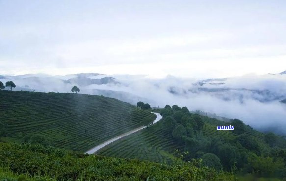 勐腊县普洱茶基地