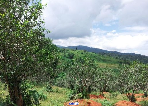 勐腊县普洱茶基地