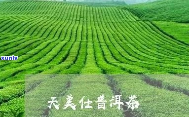 天美仕普洱茶高端茶