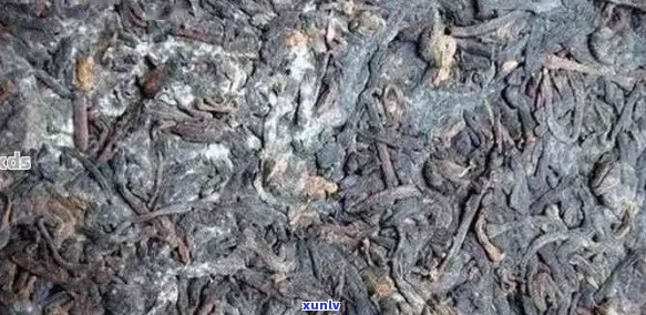 普洱茶发霉了怎么看？