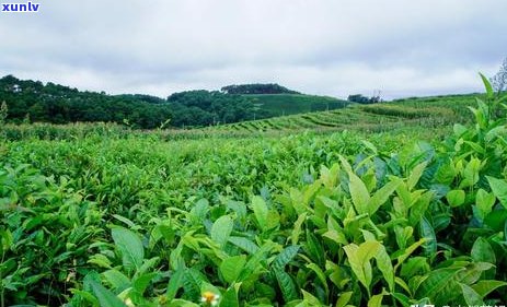 普洱茶品尝后口腔显现神秘黑色：探究其健与美学影响