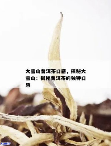 大雪山普洱茶：独特风味、品种特性及品饮技巧的全面解析