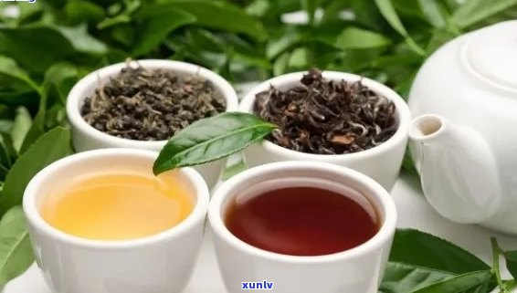 北京人喜欢的茶叶种类及其特点：了解北京茶文化与品茗惯