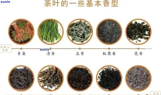 北京人喜欢的茶叶种类及其特点：了解北京茶文化与品茗惯