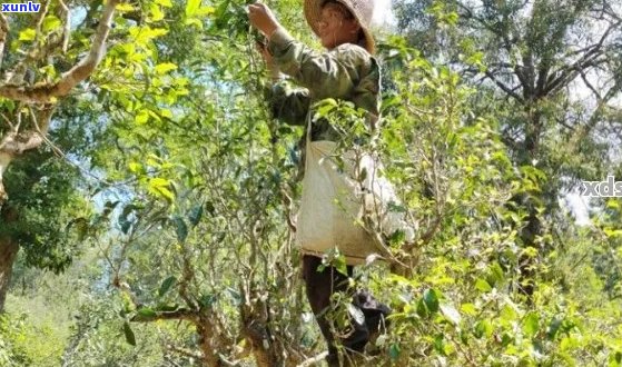 探秘普洱茶：茶杆子在其中的独特魅力与作用